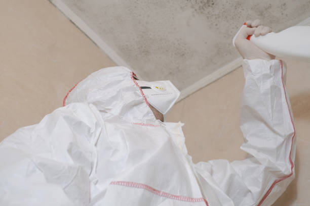 Best Post-Flood Mold Remediation in Flying Hills, PA